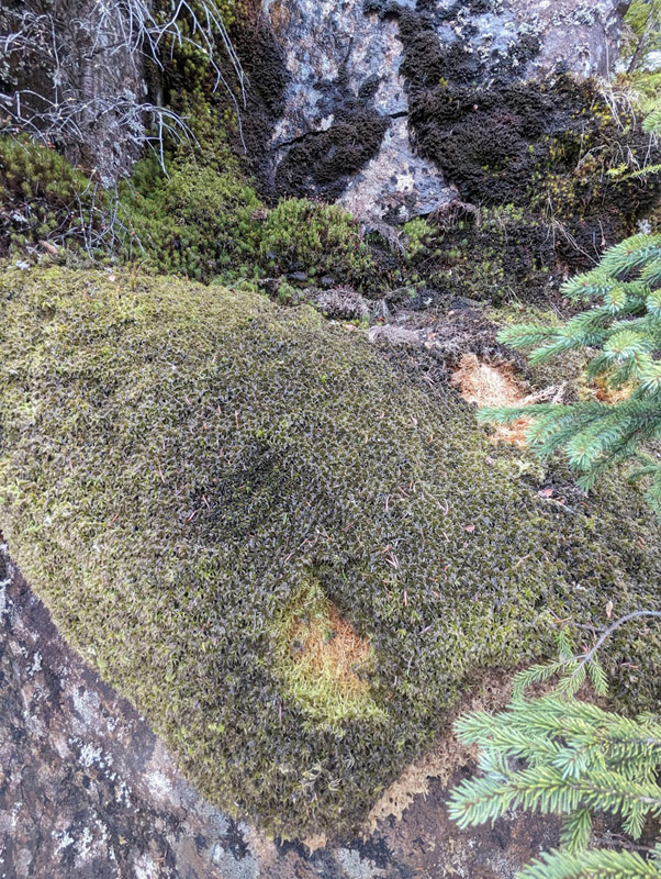 Sphagnum lindbergii